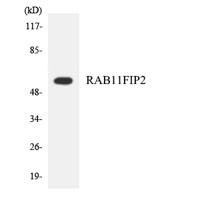 Rab11-FIP2 Polyclonal Antibody