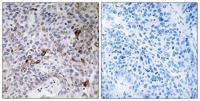 Rab11-FIP3 Polyclonal Antibody