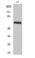 Rab11-FIP4 Polyclonal Antibody