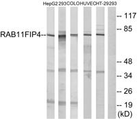 Rab11-FIP4 Polyclonal Antibody