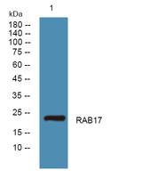 RAB17 Polyclonal Antibody