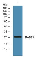 RAB23 Polyclonal Antibody