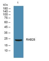 RAB28 Polyclonal Antibody