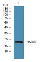 RAB6B Polyclonal Antibody