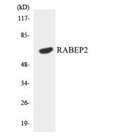 Rabaptin-5β Polyclonal Antibody