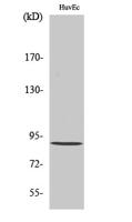 Rabenosyn-5 Polyclonal Antibody