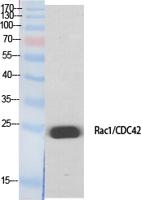 Rac1/2/3/CDC42 Polyclonal Antibody