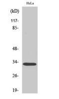 Rad GTPase Polyclonal Antibody