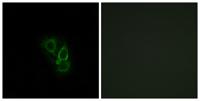 Rad GTPase Polyclonal Antibody