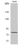 Rad17 Polyclonal Antibody