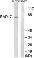 Rad17 Polyclonal Antibody