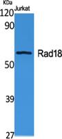 Rad18 Polyclonal Antibody