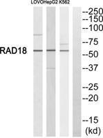 Rad18 Polyclonal Antibody