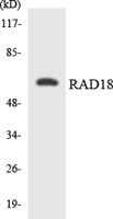 Rad18 Polyclonal Antibody