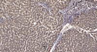 Rad21 Polyclonal Antibody