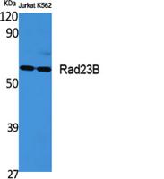 Rad23B Polyclonal Antibody