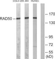 Rad50 Polyclonal Antibody