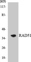 Rad51 Polyclonal Antibody