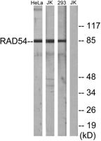 Rad54 Polyclonal Antibody