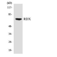 Radixin Polyclonal Antibody