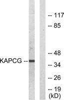 PKAγ Polyclonal Antibody