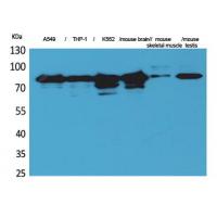 PKC γ Polyclonal Antibody