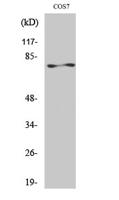 PKC ζ Polyclonal Antibody