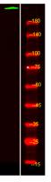 PTPRB Polyclonal Antibody