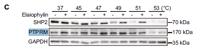 PTPRM Polyclonal Antibody