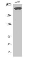 PTPζ Polyclonal Antibody