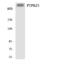 PTPζ Polyclonal Antibody