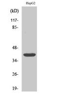 PU.1 Polyclonal Antibody