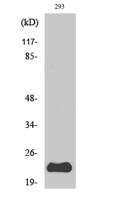 PUMA Polyclonal Antibody