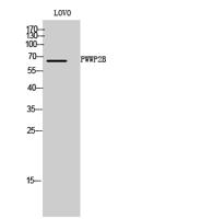 PWWP2B Polyclonal Antibody