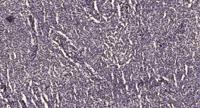 PWWP2B Polyclonal Antibody