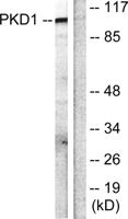 PKD1 Polyclonal Antibody