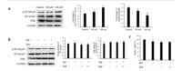 PXR Polyclonal Antibody