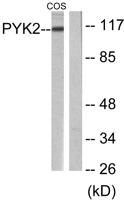 PYK2 Polyclonal Antibody