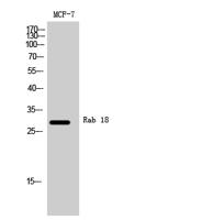 Rab 18 Polyclonal Antibody