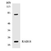 Rab 18 Polyclonal Antibody