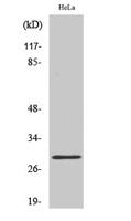 Rab 20 Polyclonal Antibody