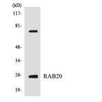 Rab 20 Polyclonal Antibody