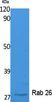 Rab 26 Polyclonal Antibody