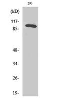 Rab 3 GAP p130 Polyclonal Antibody