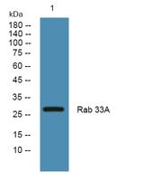 Rab 33A Polyclonal Antibody