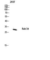 Rab 34 Polyclonal Antibody