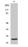 Rab 35 Polyclonal Antibody