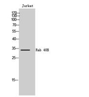 Rab 40B Polyclonal Antibody