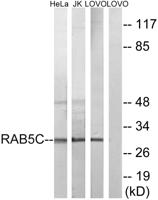 Rab 5C Polyclonal Antibody