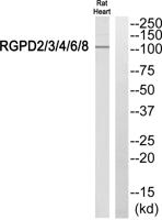 RGPD2/3/4/6/8 Polyclonal Antibody